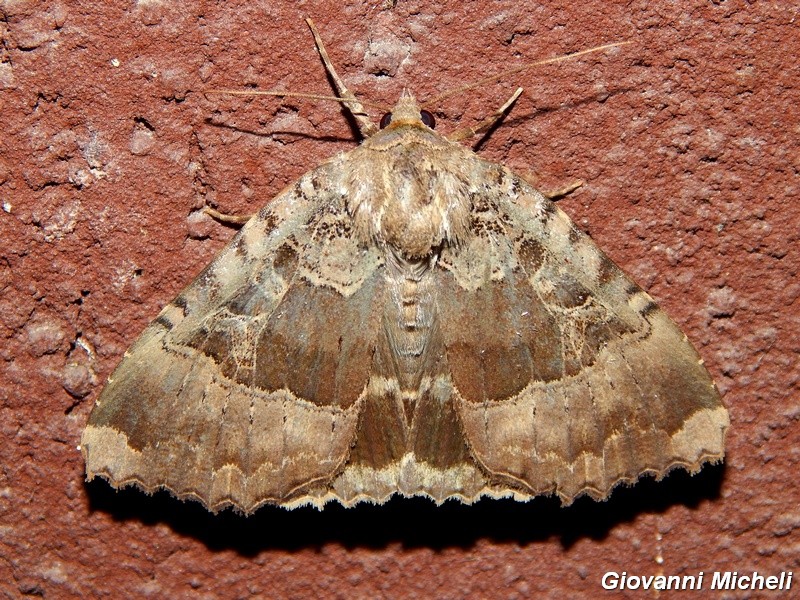 Grosso Noctuidae da ID